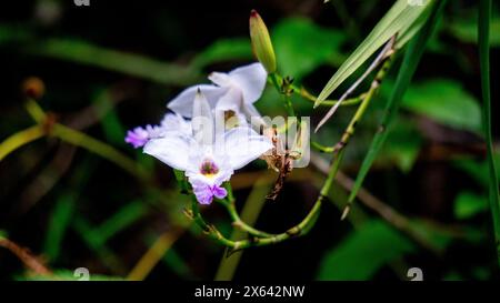 Fleur de Spathoglottis plicata (anggrek tanah Filipina, anggrek tanah, orchidée philippine) Banque D'Images