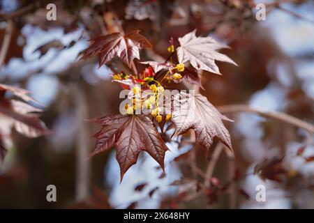 Norvège feuilles et fleurs d'érable Banque D'Images