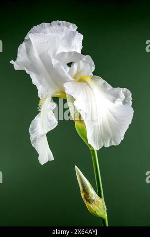 Belle immortalité d'iris blanc florissant sur un fond vert. Gros plan de la tête de fleur. Banque D'Images