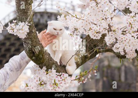 Chat blanc mignon sur la branche d'arbre de fleur de cerisier au printemps. Banque D'Images