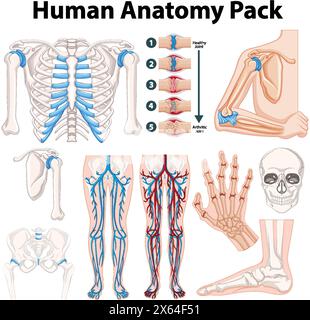 Pack vectoriel éducatif montrant diverses parties de l'anatomie humaine Illustration de Vecteur