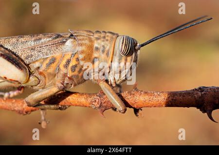 Portrait rapproché d'un criquet brun (Locustana pardalina) assis sur une branche, Afrique du Sud Banque D'Images