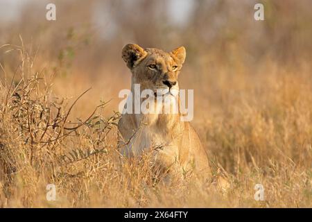 Une lionne alerte (Panthera leo) en habitat naturel, parc national Kruger, Afrique du Sud Banque D'Images