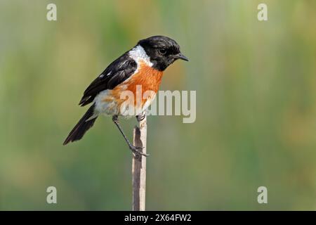 Un stonechat africain mâle (Saxicola torquatus) perché sur une branche, Afrique du Sud Banque D'Images