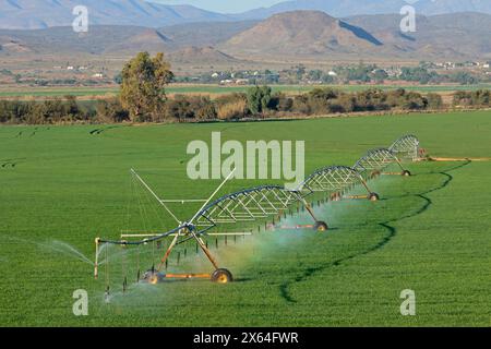 Un système d'irrigation à pivot central sur les cultures vertes luxuriantes, Afrique du Sud Banque D'Images