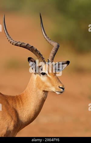 Portrait d'une antilope impala mâle (Aepyceros melampus), Parc national Kruger, Afrique du Sud Banque D'Images