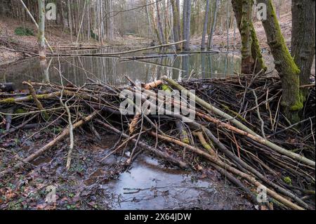 Barrage de castor de castor européen (fibre de ricin), Spessart, Bavière, Allemagne Banque D'Images