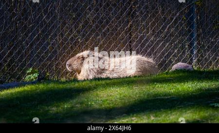 Une grande fourrure de Capybara à Tucson, Arizona Banque D'Images