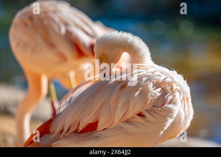 Un groupe de Flamingos chiliens à Tucson, Arizona Banque D'Images