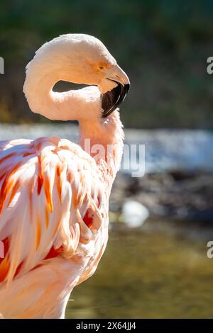 Un groupe de Flamingos chiliens à Tucson, Arizona Banque D'Images