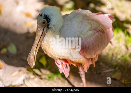 Un roseate Spoonbill rose à Tucson, Arizona Banque D'Images