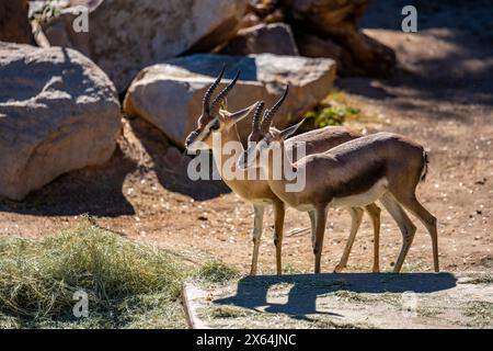 Une Speke Gazelle à Tucson, Arizona Banque D'Images