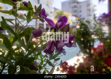 Des fleurs flamboyantes s'illuminent, leurs pétales violets vibrants sont un phare de chaleur et de vitalité dans l'étreinte fraîche de la nature. Banque D'Images