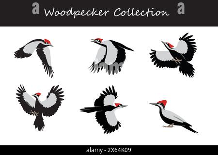 Collection Woodpecker. Pic-bois dans différentes poses. Illustration vectorielle. Illustration de Vecteur