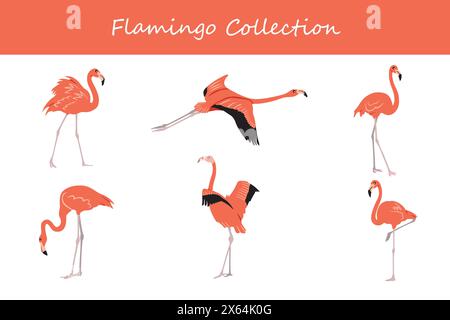 Collection Flamingo. Flamingo dans différentes poses. Illustration vectorielle. Illustration de Vecteur