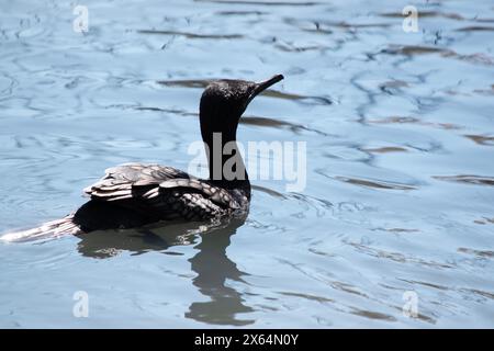 le petit cormoran noir est un oiseau de mer totalement arrière Banque D'Images