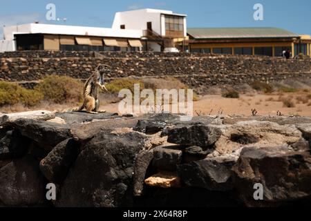 Un petit animal est debout sur un rocher à côté d'un grand bâtiment. L'animal est un écureuil et il regarde quelque chose. Le bâtiment est grand et ha Banque D'Images