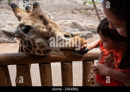 Une femme et un enfant nourrissent une girafe dans un zoo. La girafe mange dans la main de la femme Banque D'Images