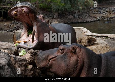 Deux hippopotames se battent pour un rocher. L'un d'eux a la bouche ouverte. La scène est agressive et intense Banque D'Images