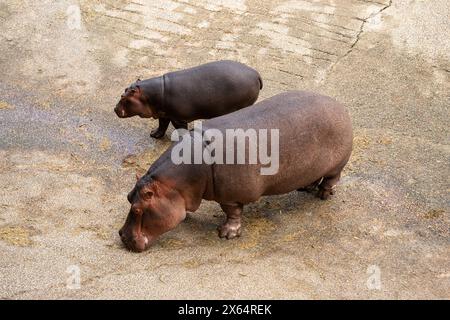 Deux hippopotames debout dans la saleté. L'un est plus grand que l'autre. La scène est paisible et calme Banque D'Images