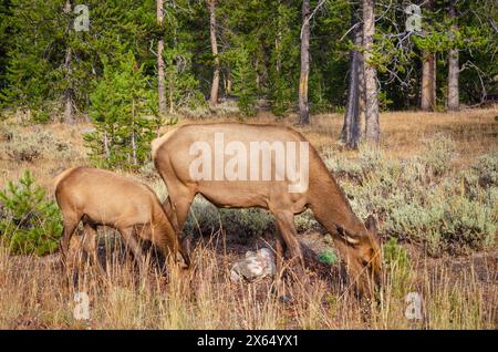 Un élan et son bébé au parc national de Yellowstone, aux États-Unis Banque D'Images