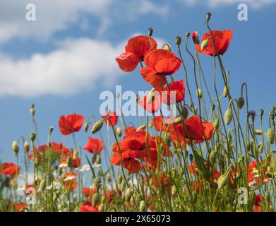 Champ de coquelicots rouges ou pavot commun, pavot de maïs, rose de maïs, pavot de champ, pavot de flandre, en latin Papaver Rhoaes Banque D'Images