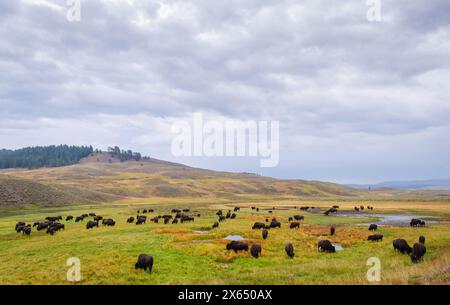 Un troupeau dispersé de bisons sombres broute sur un fond de vallée vert et doré sous un ciel gris et nuageux dans le parc national de Yellowstone. Banque D'Images