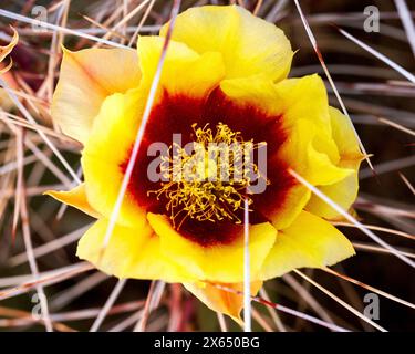 Fleur de cactus jaune et rouge avec épines pointues Macro. Gros plan d'une fleur de poire épinière noire avec des épines rouges à pointe. Opuntia macrocentra Blooming Banque D'Images