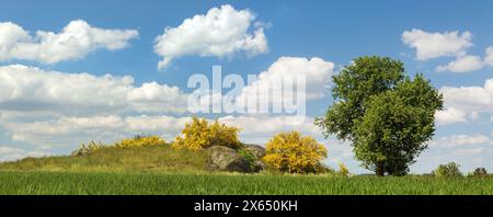 Cytisus scoparius, le balai commun ou le balai écossais jaune floraison en temps de floraison avec arbre et beau ciel, vue panoramique Banque D'Images