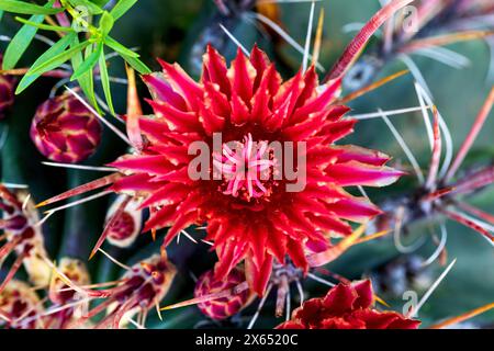 Red Barrel Cactus Flower gros plan. Gros plan de la belle fleur de cactus de baril de feu avec une couleur rouge frappante. Macro fleur Ferocactus gracilis Banque D'Images