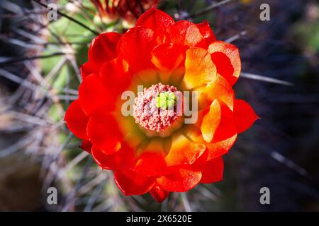 Hérisson écarlate Cactus Flower Macro. Gros plan de fleur de cactus de hérisson écarlate en fleurs avec étamines et pistil visibles. Echinocereus coccineus Banque D'Images