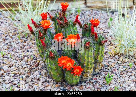 Cactus écarlate Hedgehog en fleurs dans le jardin. Cactus de hérisson en fleurs dans un paysage de jardin rocheux. Kingcup ou Claretcup cactus Echinocereus coccineus Banque D'Images