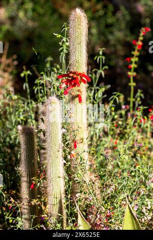 Torche argentée Cactus avec fleurs tubulaires rouges. Wolly torch cactus fleurissant avec des épines denses et blanches. Cleistocactus strausii en fleurs Banque D'Images