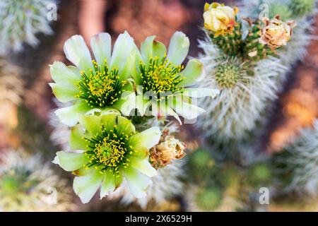 Ours en peluche Cholla Cactus fleurs en fleurs en gros plan. Macro de cactus de cholla floraison avec des tiges complètement recouvertes d'épines. Cylindropuntia bigelovii Banque D'Images