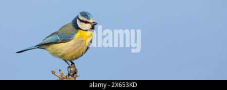 Blaumeise, Cyanistes caeruleus) auf Sitzwarte Banque D'Images