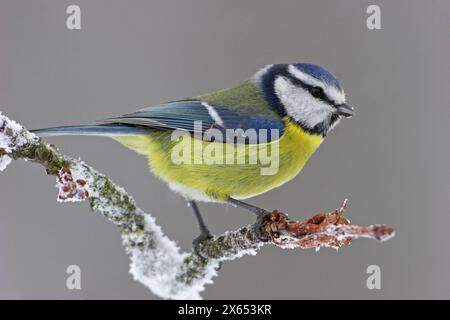 Blaumeise, Cyanistes caeruleus) auf Sitzwarte Banque D'Images