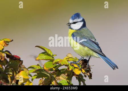 Blaumeise, Cyanistes caeruleus) auf Sitzwarte Banque D'Images