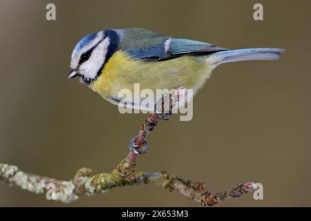 Blaumeise, Cyanistes caeruleus) auf Sitzwarte Banque D'Images