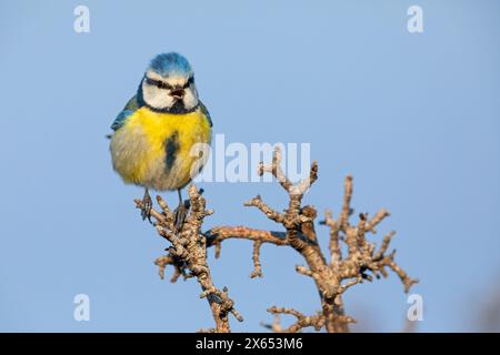 Blaumeise, Cyanistes caeruleus) auf Sitzwarte Banque D'Images