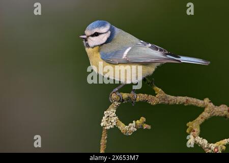 Blaumeise, Cyanistes caeruleus) auf Sitzwarte Banque D'Images