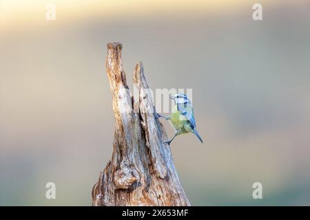 Blaumeise, Cyanistes caeruleus) auf Sitzwarte Banque D'Images