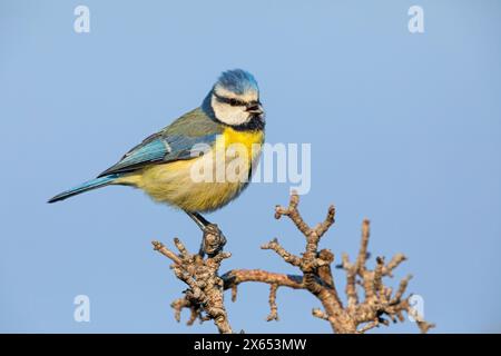 Blaumeise, Cyanistes caeruleus) auf Sitzwarte Banque D'Images