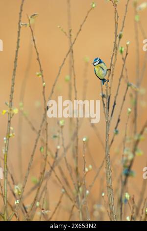 Blaumeise, Cyanistes caeruleus) auf Sitzwarte Banque D'Images