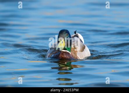 Un canard Mallard solitaire mâle, (Anas platyrhynchos), sur un lac à Fleetwood, Lancashire, Royaume-Uni Banque D'Images