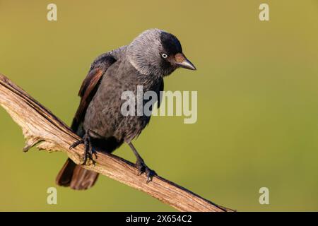 Dohle, Jackdaw, Eurasian Jackdaw, (Corvus monedula), Choucas des tours, Grajilla Común, Grajilla Banque D'Images