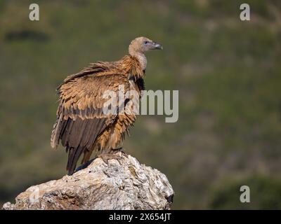 Gänsegeier, Allweltgeier, eurasien Griffon Vulture, Griffon Vulture, eurasien Griffon, (Gyps fulvu), Vautour fauve, Buitre Leonado Banque D'Images