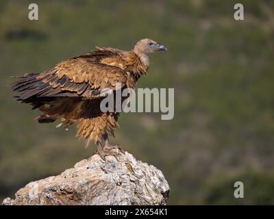 Gänsegeier, Allweltgeier, eurasien Griffon Vulture, Griffon Vulture, eurasien Griffon, (Gyps fulvu), Vautour fauve, Buitre Leonado Banque D'Images