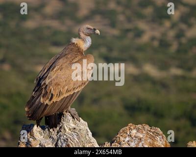 Gänsegeier, Allweltgeier, eurasien Griffon Vulture, Griffon Vulture, eurasien Griffon, (Gyps fulvu), Vautour fauve, Buitre Leonado Banque D'Images