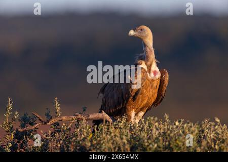 Gänsegeier, Allweltgeier, eurasien Griffon Vulture, Griffon Vulture, eurasien Griffon, (Gyps fulvu), Vautour fauve, Buitre Leonado Banque D'Images