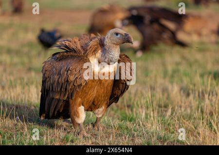 Gänsegeier, Allweltgeier, eurasien Griffon Vulture, Griffon Vulture, eurasien Griffon, (Gyps fulvu), Vautour fauve, Buitre Leonado Banque D'Images